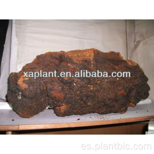 Extracto de chaga de alta pureza Polvo suplemento natural Polisacáridos de extracto de Chaga